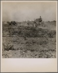 Use of machinery in cotton production is increasing. Tractors move from one field to another on the Aldridge Plantation. Near Leland, Miss. June 1937