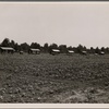 Delta cooperative farm cabins and cotton. Hillhouse, Mississippi, after one year of operation