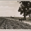 The delta land of the Mississippi River is the largest alluvial section in the world, an area of 18 miles by 300 miles. It produces 500,000 bales of cotton annually