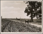The delta land of the Mississippi River is the largest alluvial section in the world, an area of 18 miles by 300 miles. It produces 500,000 bales of cotton annually