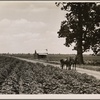 The delta land of the Mississippi River is the largest alluvial section in the world, an area of 18 miles by 300 miles. It produces 500,000 bales of cotton annually