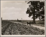 The delta land of the Mississippi River is the largest alluvial section in the world, an area of 18 miles by 300 miles. It produces 500,000 bales of cotton annually