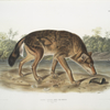 Canis lupus, Red Texan Wolf. (Male.)
