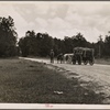 Ox team hauling pulpwood. Mississippi