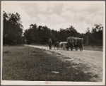 Ox team hauling pulpwood. Mississippi