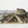 Lagomys princeps, Little Chief Hare. (Natural size.)