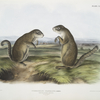 Spermophilus Franklinii,  Franklin's Marmot Squirrel. (Male & female. Natural size.)