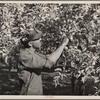 Orchard in Yakima, Washington