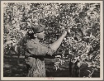 Orchard in Yakima, Washington