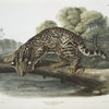 Felis pardalis, Ocelot, or Leopard-Cat. (Male)