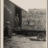 Unloading hay. Dickinson, North Dakota