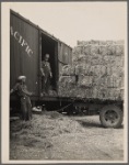 Unloading hay. Dickinson, North Dakota