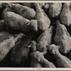 Sheep awaiting shipment. Belfield, North Dakota