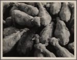 Sheep awaiting shipment. Belfield, North Dakota