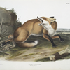 Vulpes Fulvus, American Red-Fox. (Male.)