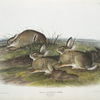 Lepus artemesia, Warm Wood HAre. (Male & female. Natural size.)