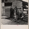 Tenant farmer unhitching team. Walker County, Alabama