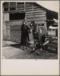 Tenant farmer unhitching team. Walker County, Alabama