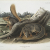 Sciurus Sayi, Say's Squirrel. (Natural size.)