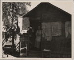 Migrant workers' shack. California. 1935