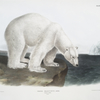 Ursus maritimus, Polar Bear. (Male.)