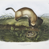 Putorius nigripes, Black-footed Ferret. (Natural size.)