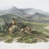 Lepus nuttallii, Nuttall's Hare. (Males. Natural size.)