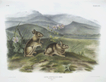 Lepus nuttallii, Nuttall's Hare. (Males. Natural size.)