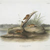 Mus aureolus, Orange colored Mouse. (Male & female. Natural size.)