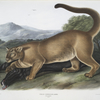 Felis concolor, The Cougar. (Male.)