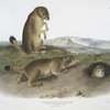 Spermophilus ludovicianus, Prairie Dog-Prairie Marmot Squirrel. Natural Size. 1. Male, 2. Female, 3. Young.