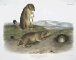 Spermophilus ludovicianus, Prairie Dog-Prairie Marmot Squirrel. Natural Size. 1. Male, 2. Female, 3. Young.