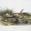 Mus missouriensis, Missouri Mouse. Natural size.