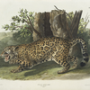 Felis onca, The Jaguar. Female.