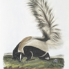 Mephitis macroura,  Large-tailed Skunk. Male. Natural size.