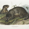Arctomys pruinosus, Hoary Marmot -- The Whistler.