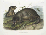 Arctomys pruinosus, Hoary Marmot -- The Whistler.