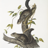 Sciurus colliaei, Collies Squirrel. Natural size.
