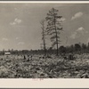 A cow pasture on Meramac Forest project area, Salem, Missouri, with cleared land and barn in background.