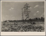 A cow pasture on Meramac Forest project area, Salem, Missouri, with cleared land and barn in background.