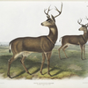 Cervus Richardsonii, Columbian  Black-tailed Deer. Male.