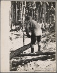 Felling pulpwood, Coos County, New Hampshire. 1936