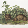 Arctomys Lewisii, Lewi's Marmot. Natural size.