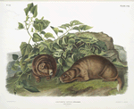 Arctomys Lewisii, Lewi's Marmot. Natural size.