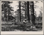 Pine trees almost girdled by boxing on Poinsett, Forest Agricultural Demonstration Project, near Sumter, South Carolina.
