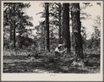 Pine trees almost girdled by boxing on Poinsett, Forest Agricultural Demonstration Project, near Sumter, South Carolina.