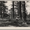 Pine trees almost girdled by boxing on Poinsett, Forest Agricultural Demonstration Project, near Sumter, South Carolina.