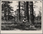 Pine trees almost girdled by boxing on Poinsett, Forest Agricultural Demonstration Project, near Sumter, South Carolina.