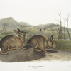 Lepus Bachmani, Bachman's Hare. Natural size.