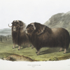 Ovibos moschatus, Musk Ox. Males.